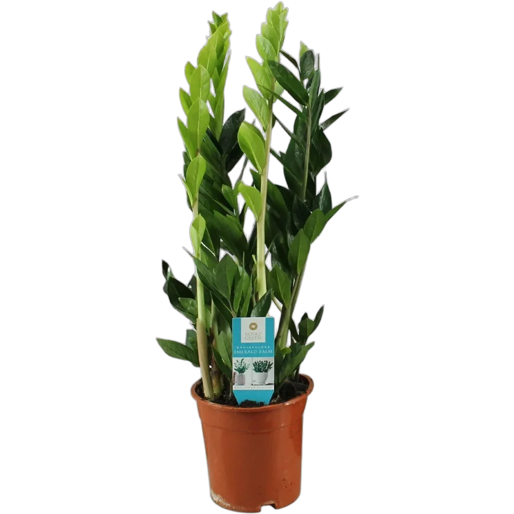 Zamioculcas Zamiifolia - Ø17cm - ↕65cm