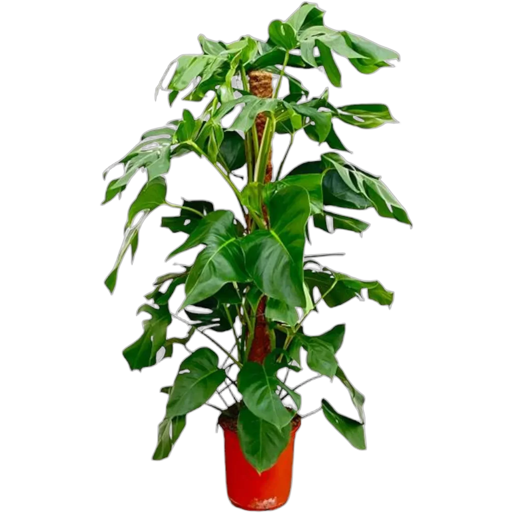 Monstera Pertusum - 130 cm - ø24