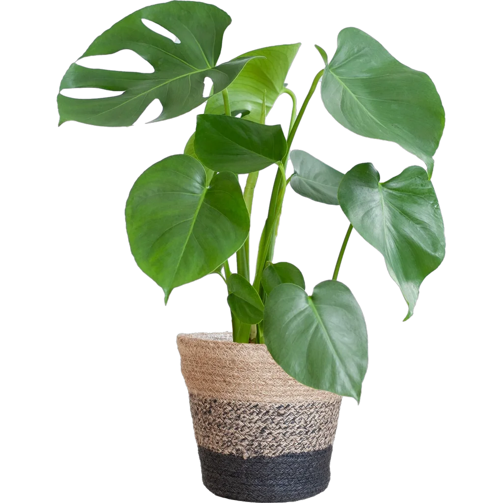 Monstera Deliciosa met Lissabon mand zwart - 50cm - Ø17
