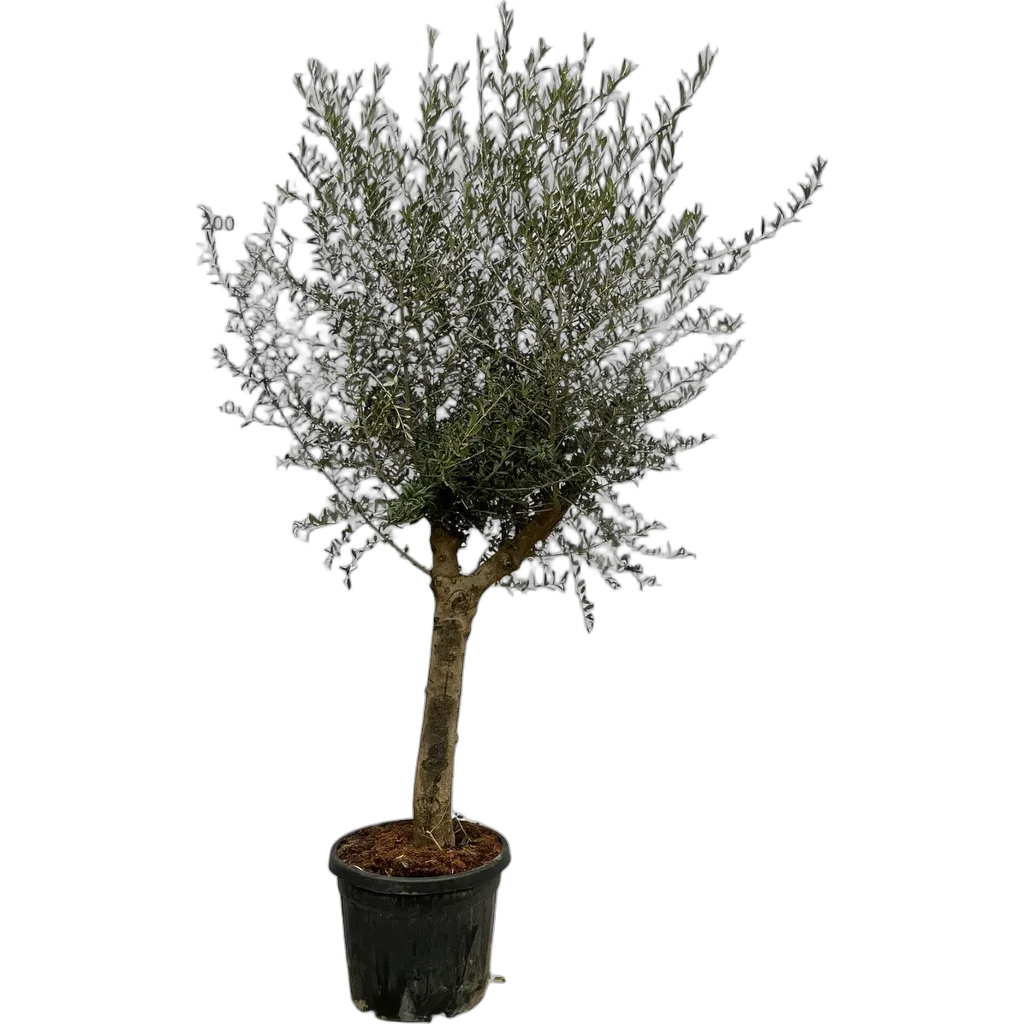 Olea Lorc - 200 cm - Ø45cm