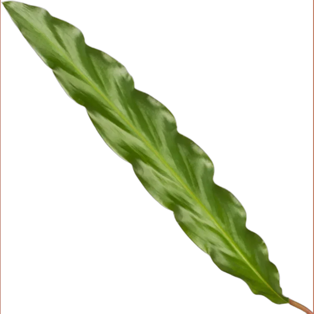 Calathea Elgergrass - 35 cm - Ø12cm - Afbeelding 2