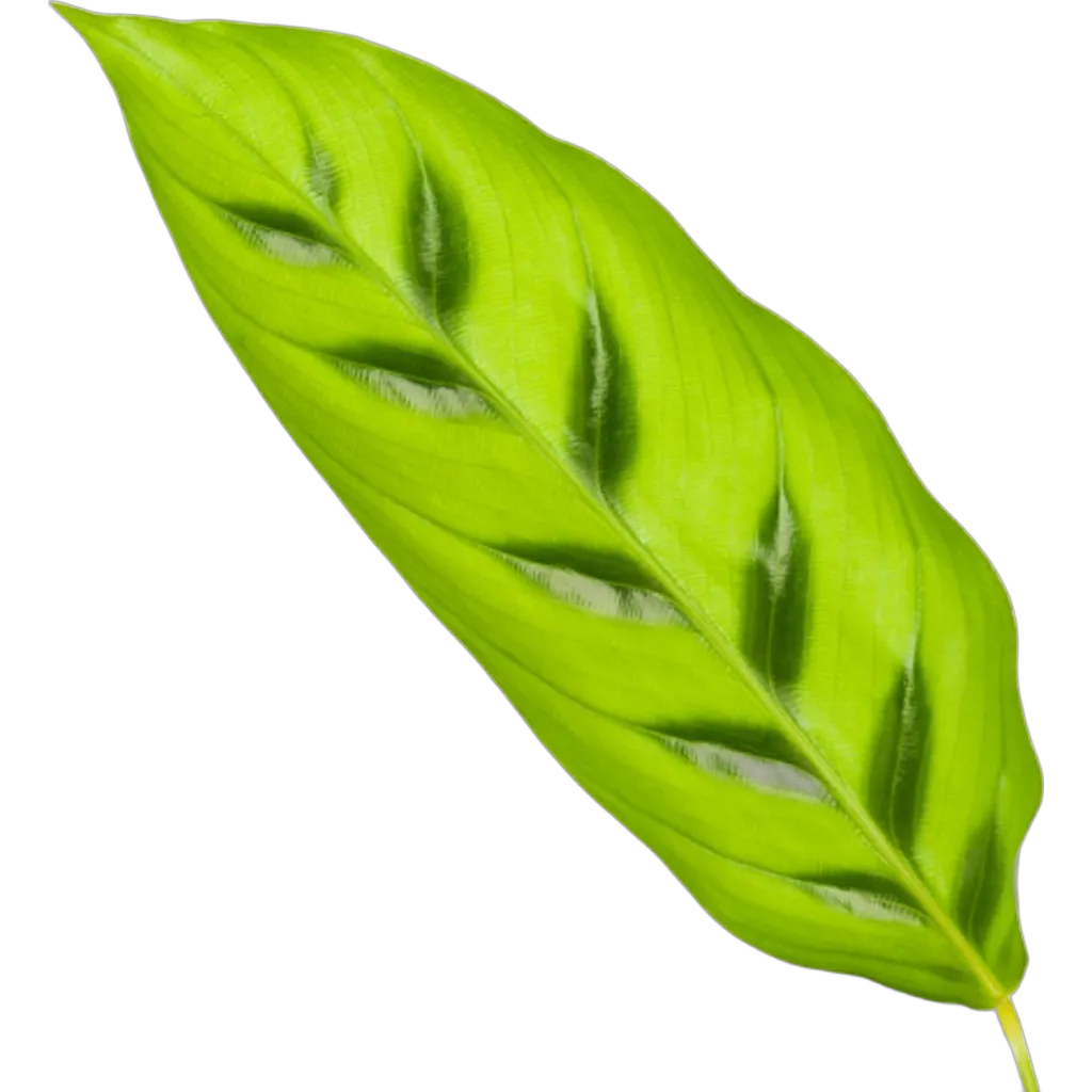 Calathea Leopardina - 35 cm - Ø12cm - Afbeelding 2