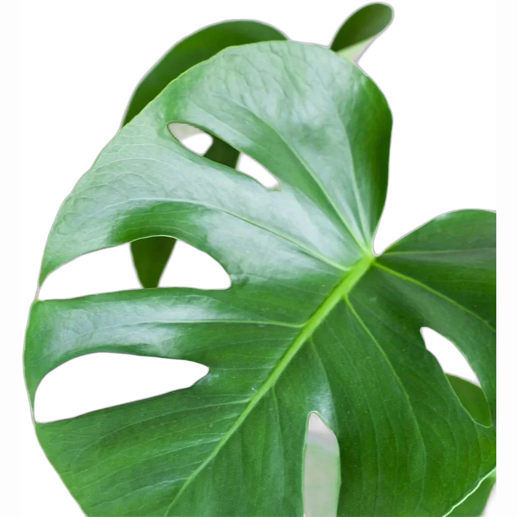 Monstera Deliciosa met Lissabon mand zwart - 50cm - Ø17 - Afbeelding 2