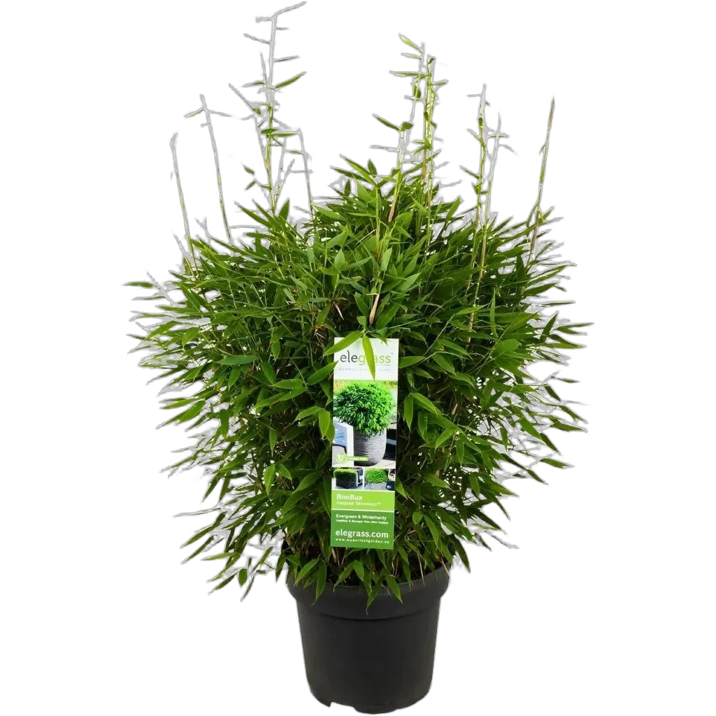 Fargesia 'Moontears Boobux' 70 cm pot 29 cm - Afbeelding 2