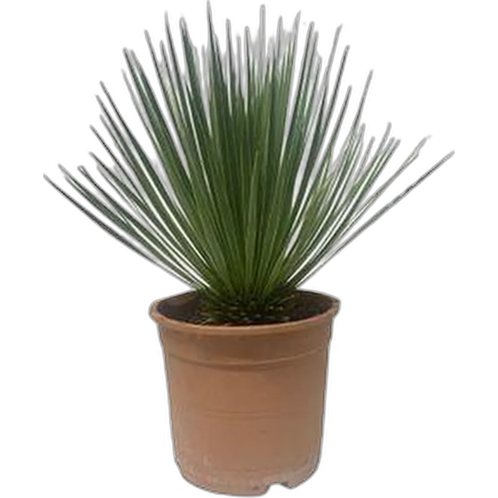Yucca Rostrata - 60 cm - ø24cm