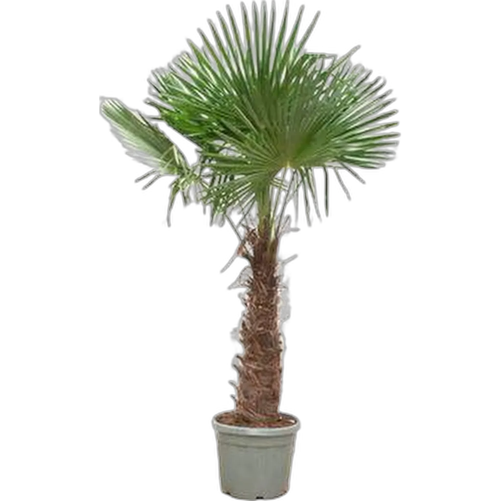 Trachycarpus Fortunei - 240- 270 cm - Ø40-Ø55cm