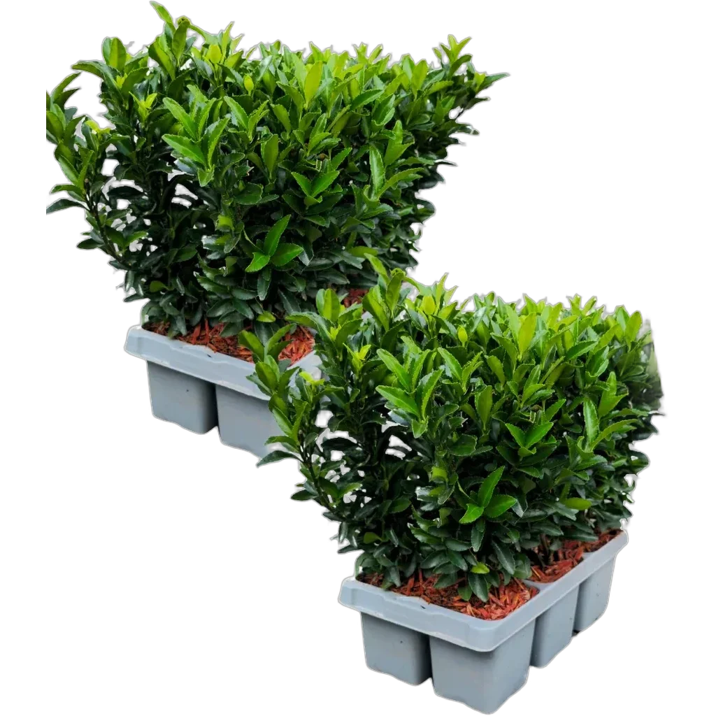 Euonymus Japonicus 'Green Spire' 15 cm pot 15 cm 12 stuks - Afbeelding 2