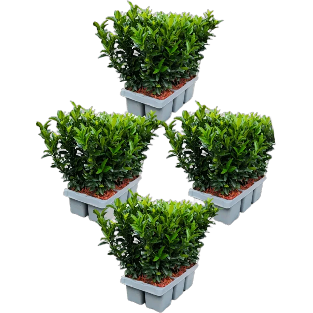 Euonymus Japonicus 'Green Spire' 15 cm pot 15 cm 24 stuks - Afbeelding 2