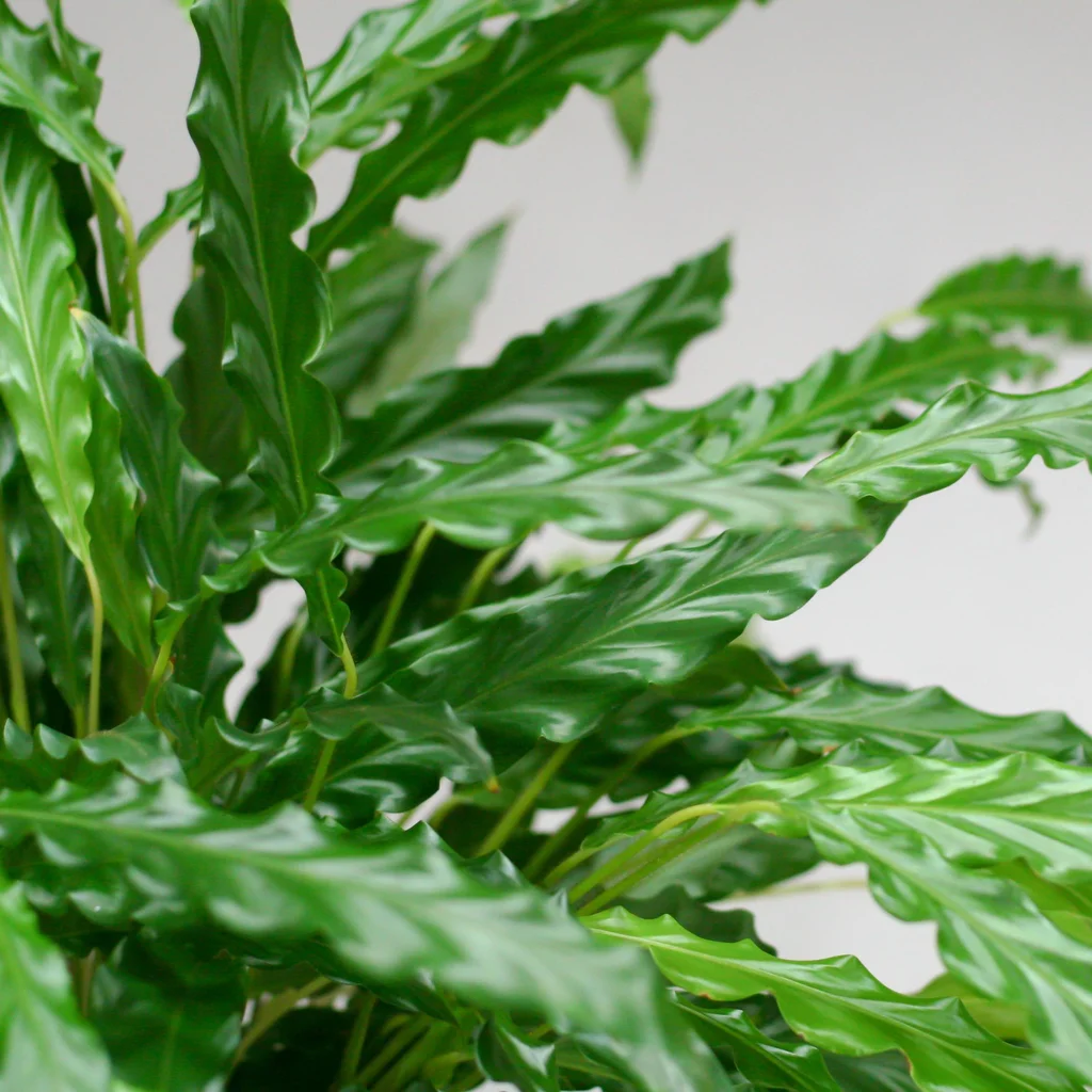 Calathea Rufibarba met Mand Lissabon zwart - 55cm - Ø17 - Afbeelding 2