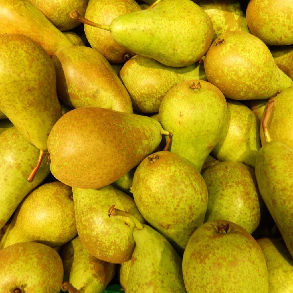 Pyrus domestics 60 cm pot 20 cm