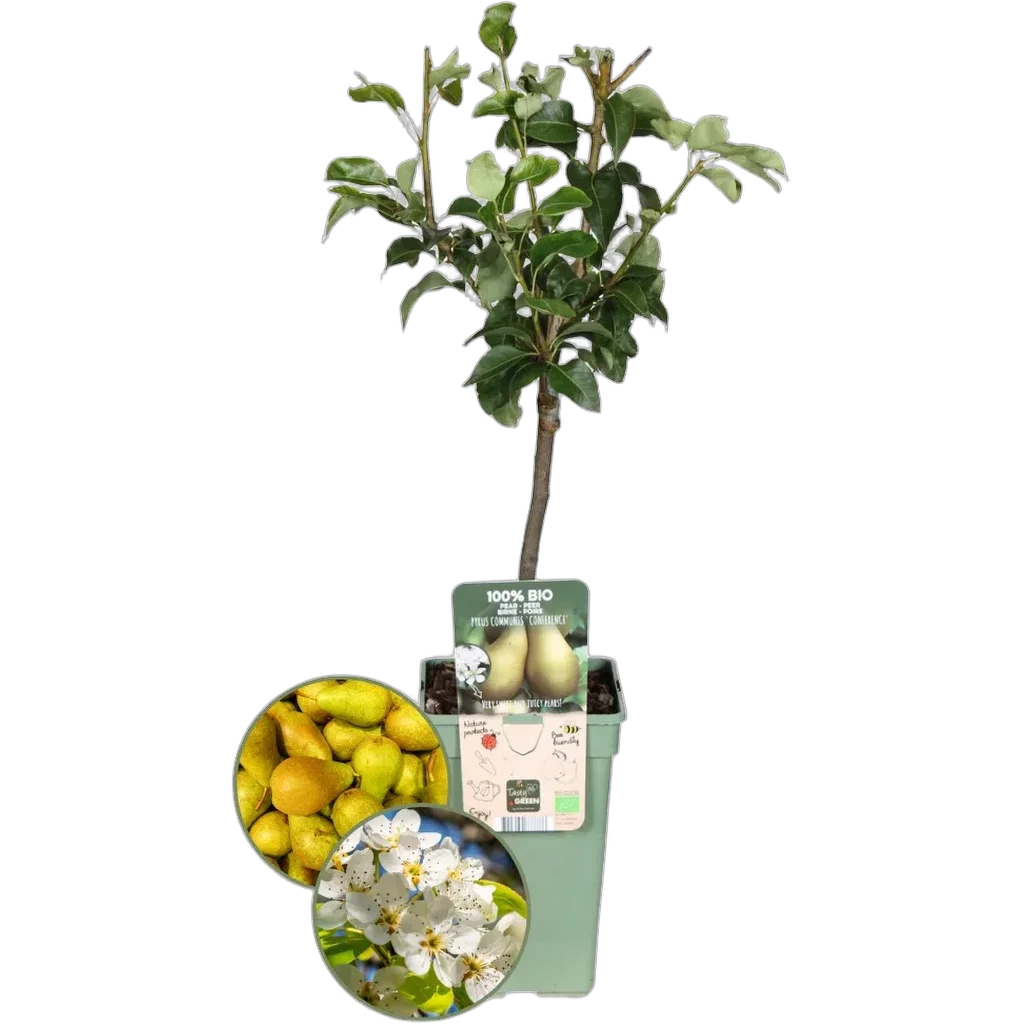 Pyrus domestics 60 cm pot 20 cm - Afbeelding 2