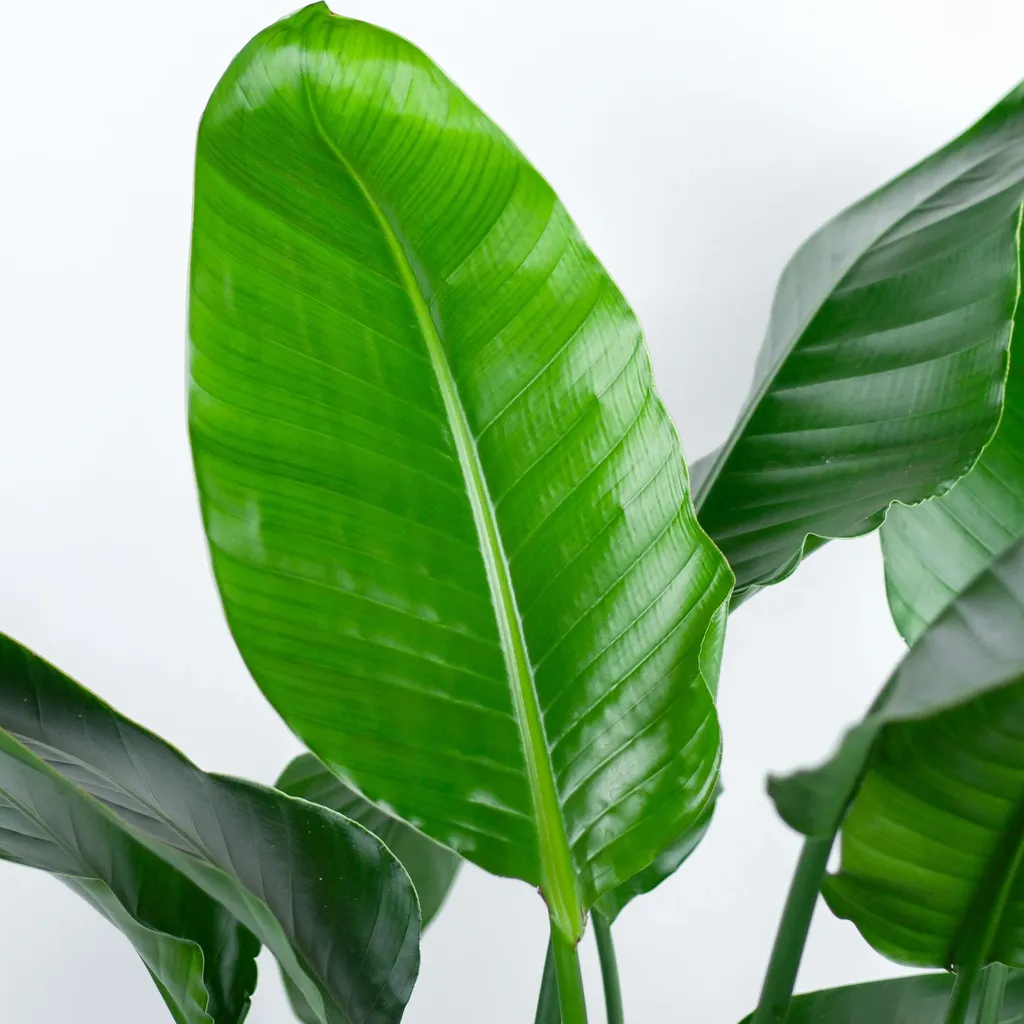 Strelitzia Nicolai XL met Torun mand - 140cm - Ø27 - Afbeelding 2