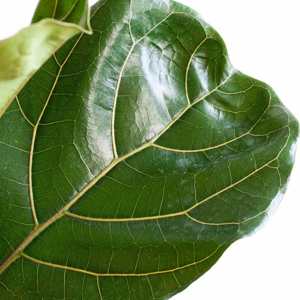 Ficus Lyrata XL met Torun mand - 140cm - Ø27 - Afbeelding 3