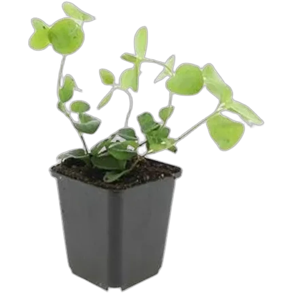 Vinca major 10-25 cm pot 9 cm 6 stuks - Afbeelding 2