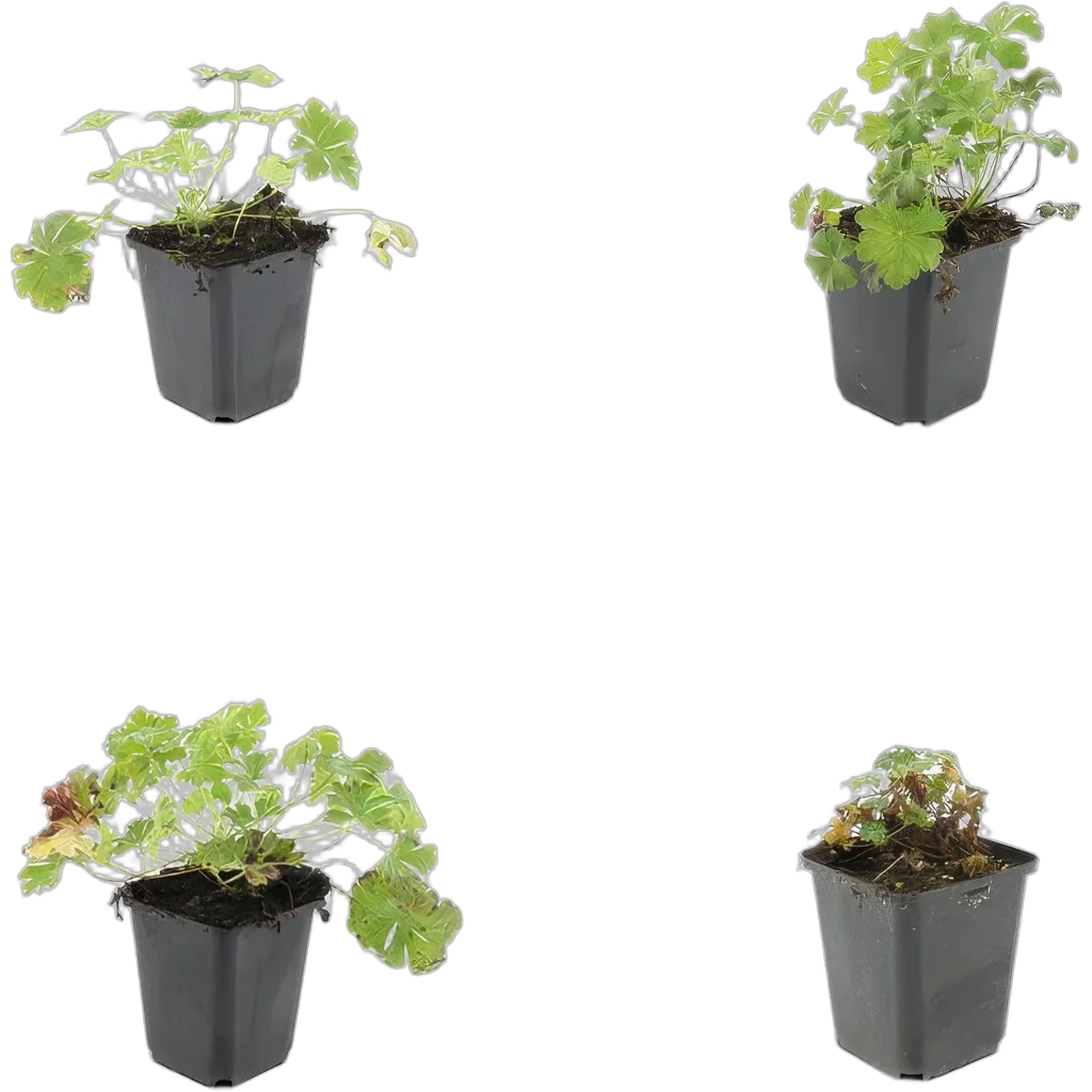 Geranium cantabrigiense 'Biokovo' 10-25 cm pot 9 cm 6 stuks - Afbeelding 3