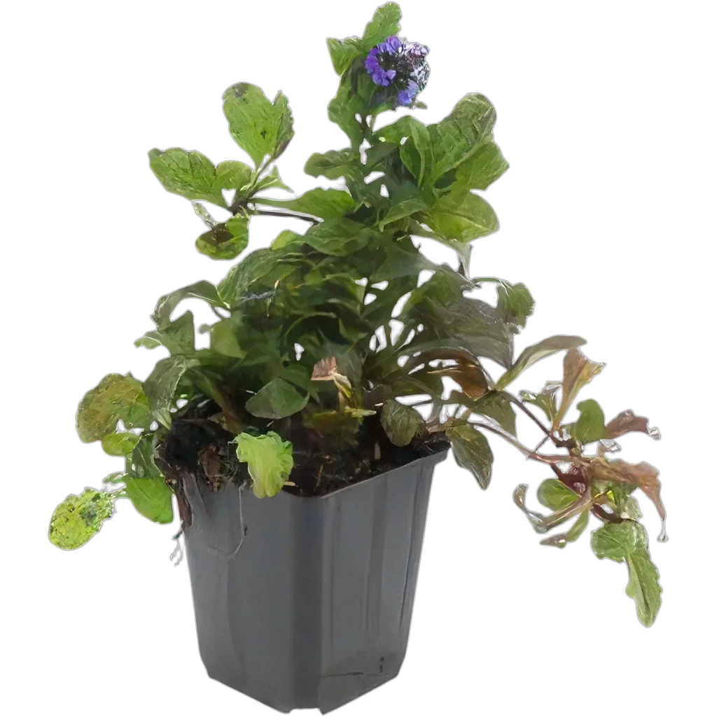 Ajuga reptans 10-25 cm pot 9 cm 6 stuks - Afbeelding 2