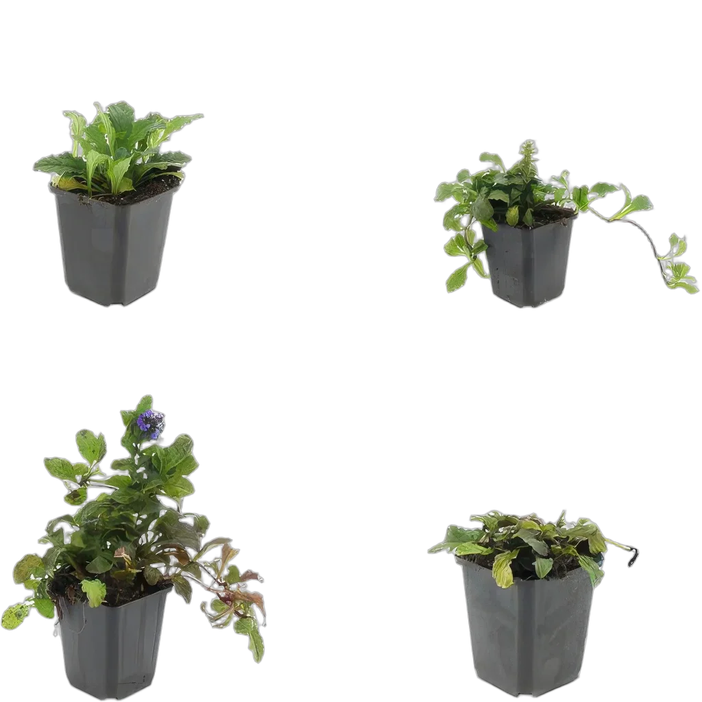 Ajuga reptans 10-25 cm pot 9 cm 6 stuks - Afbeelding 3