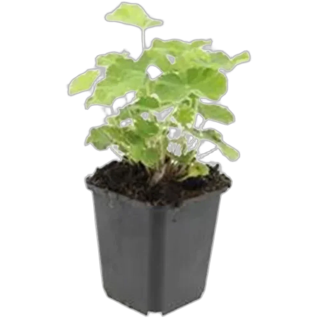 Alchemilla mollis 10-25 cm pot 9 cm 6 stuks - Afbeelding 2