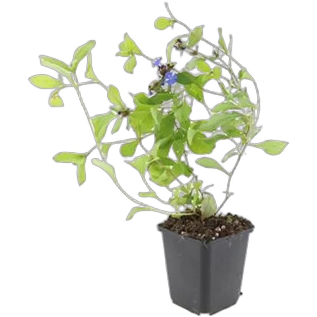 Ceratostigma plumbaginoides 10-25 cm pot 9 cm 6 stuks - Afbeelding 2
