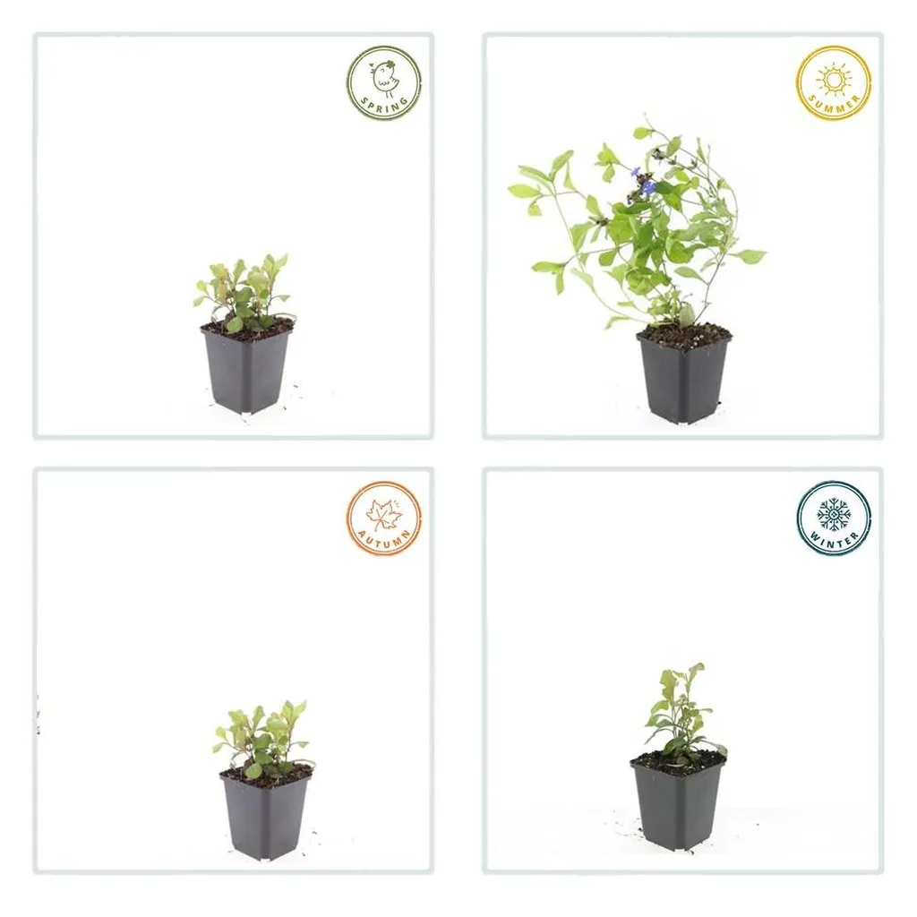 Ceratostigma plumbaginoides 10-25 cm pot 9 cm 6 stuks - Afbeelding 3