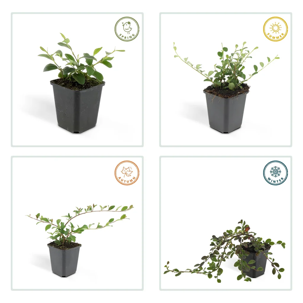 Cotoneaster dammeri 10 cm pot 9 cm 6 stuks - Afbeelding 3