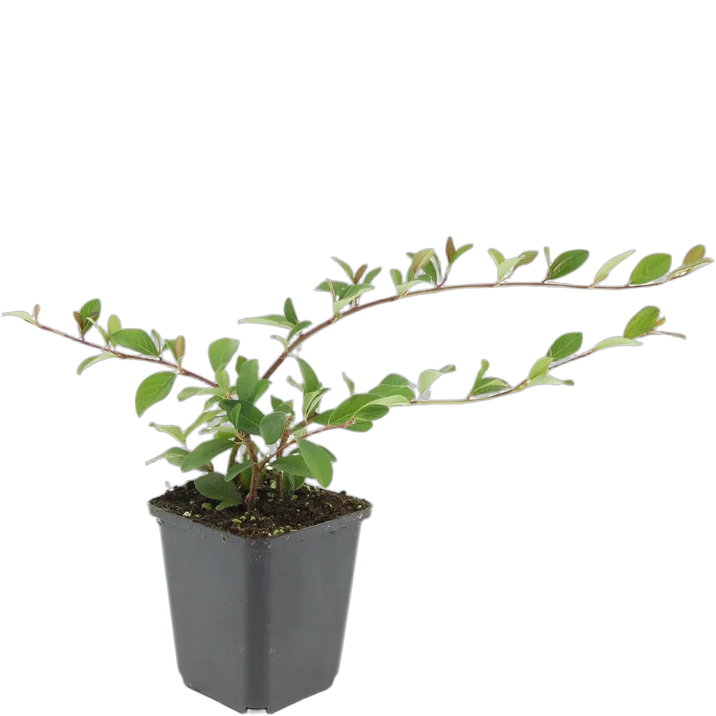 Cotoneaster dammeri 'Major' 46 cm pot 9 cm 6 stuks - Afbeelding 2