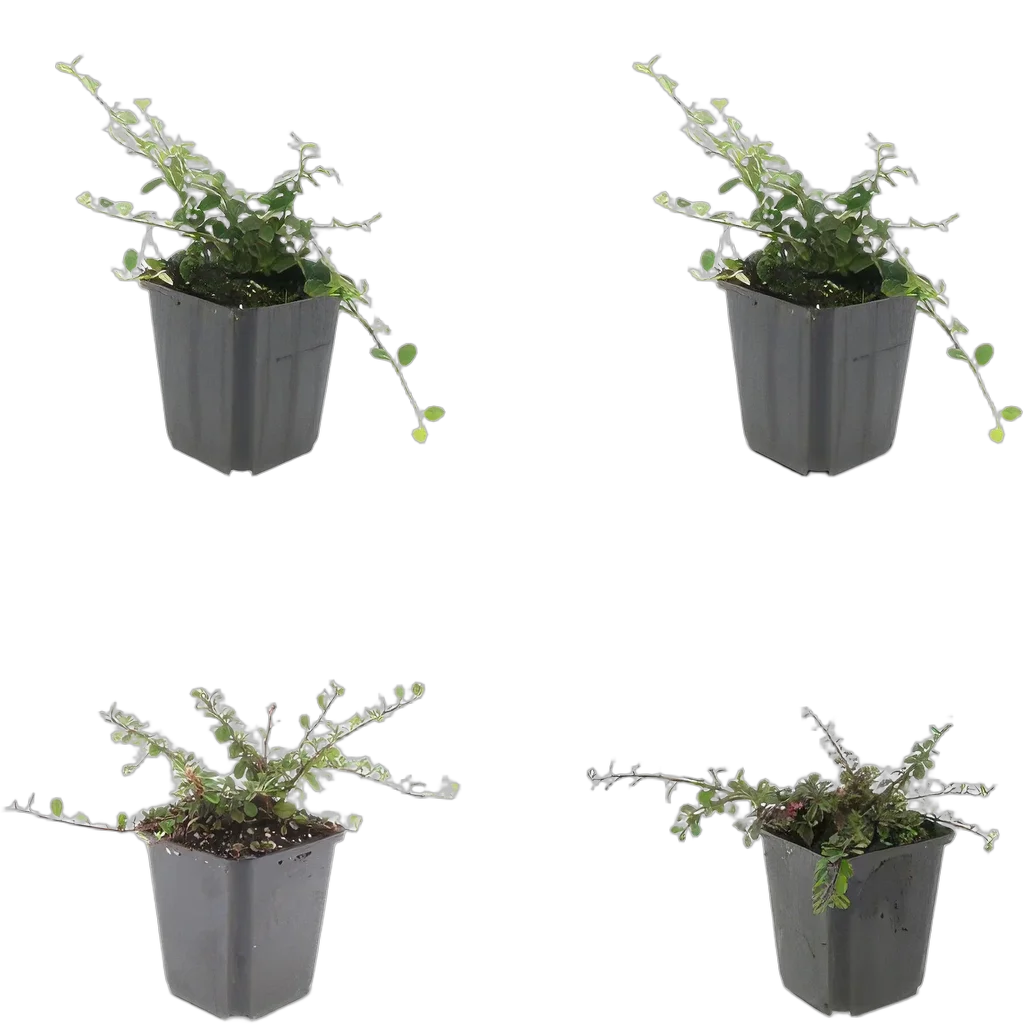 Cotoneaster procumbens 'Streib's Findling' 10-25 cm pot 9 cm 6 stuks - Afbeelding 3