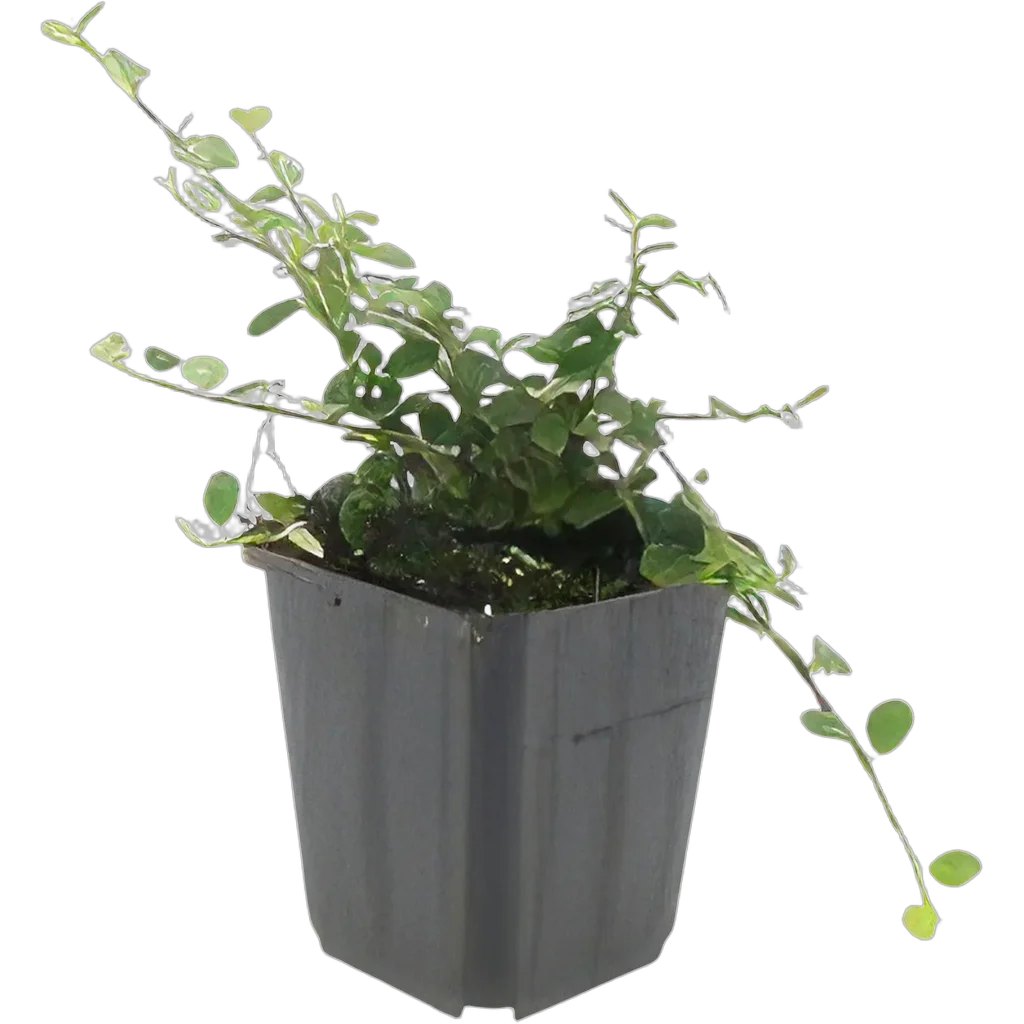 Cotoneaster procumbens 'Streib's Findling' 10-25 cm pot 9 cm 6 stuks - Afbeelding 2