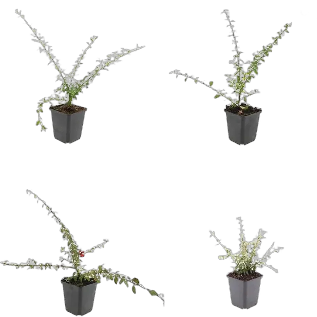 Cotoneaster suecicus 'Coral Beauty' 10-25 cm pot 9 cm 6 stuks - Afbeelding 3