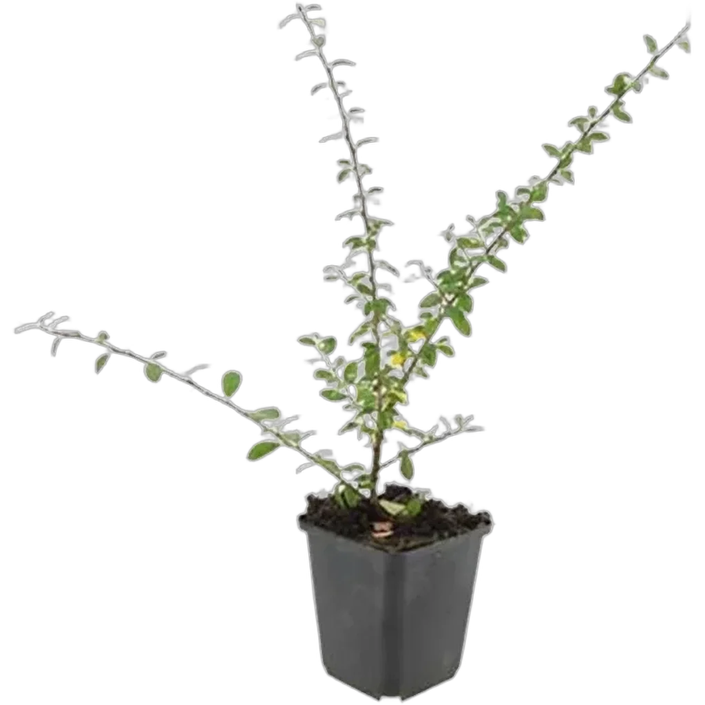 Cotoneaster suecicus 'Coral Beauty' 10-25 cm pot 9 cm 6 stuks - Afbeelding 2