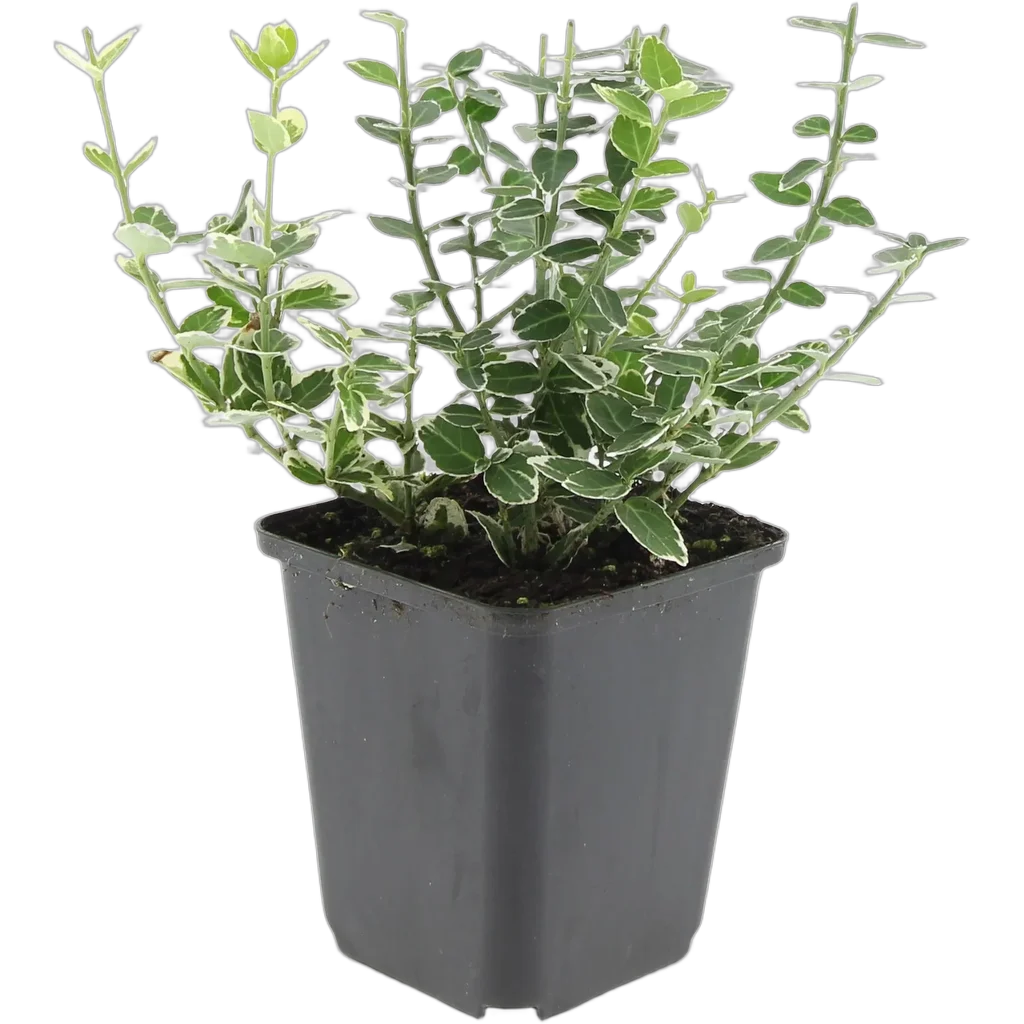 Euonymus fortunei 'Emerald 'n Gaity' 10-32 cm pot 9 cm 6 stuks - Afbeelding 2