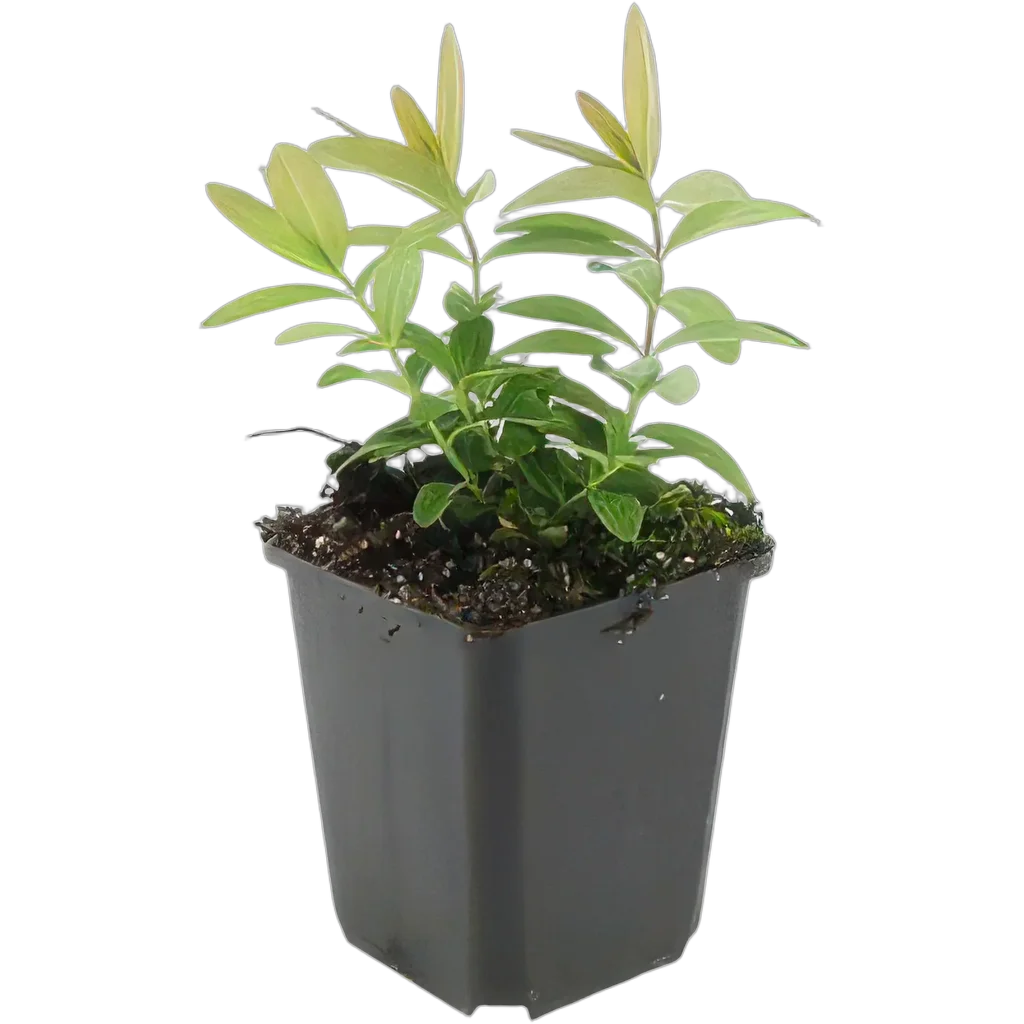 Hypericum calycinum 10-25 cm pot 9 cm 6 stuks - Afbeelding 2