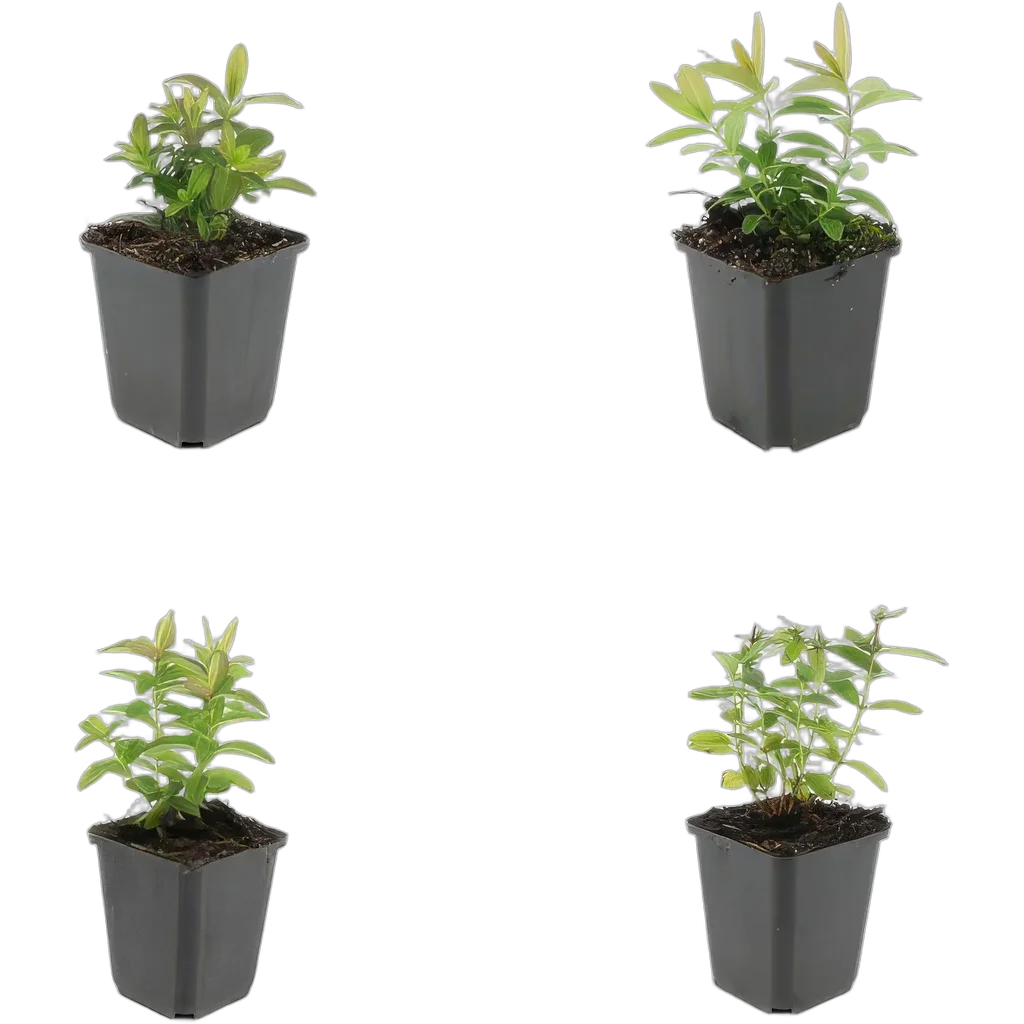 Hypericum calycinum 10-25 cm pot 9 cm 6 stuks - Afbeelding 3