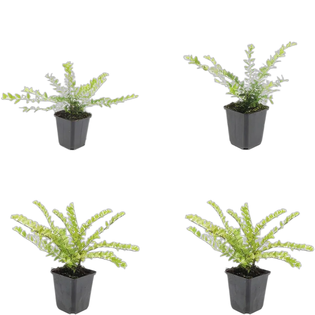 Lonicera pileata 10-25 cm pot 9 cm 6 stuks - Afbeelding 3