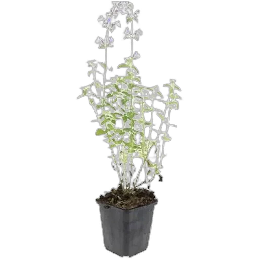 Nepeta faassenii 'Walker's Low' 10-25 cm pot 9 cm 6 stuks - Afbeelding 2