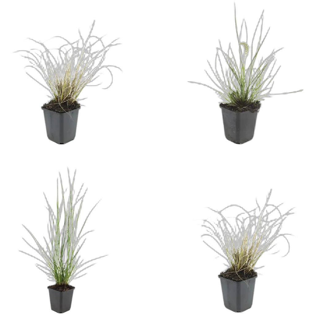 Pennisetum alopecuroides 'Hameln' - ↕10-25cm - Ø9cm - Afbeelding 3