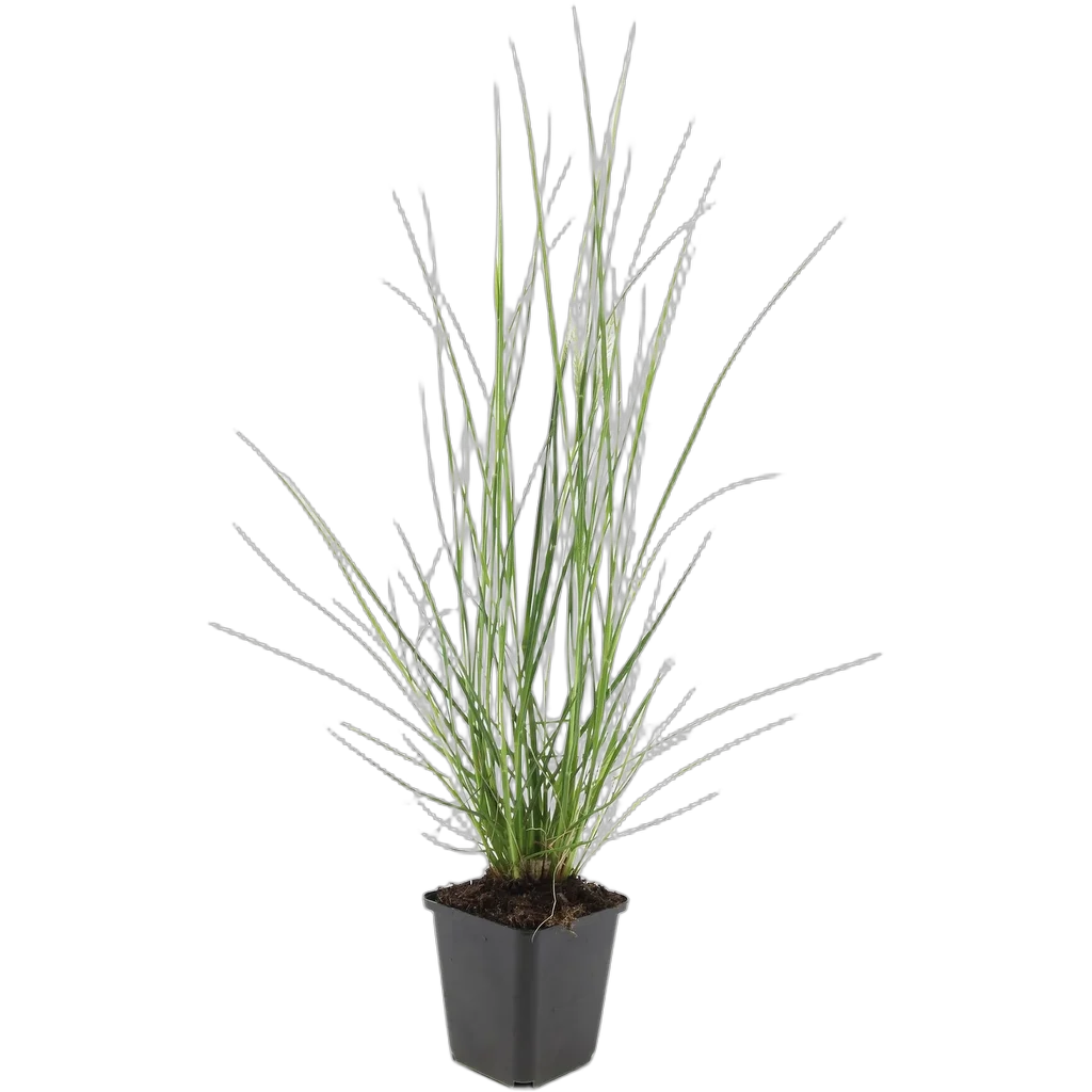 Pennisetum alopecuroides 'Hameln' - ↕10-25cm - Ø9cm - Afbeelding 2