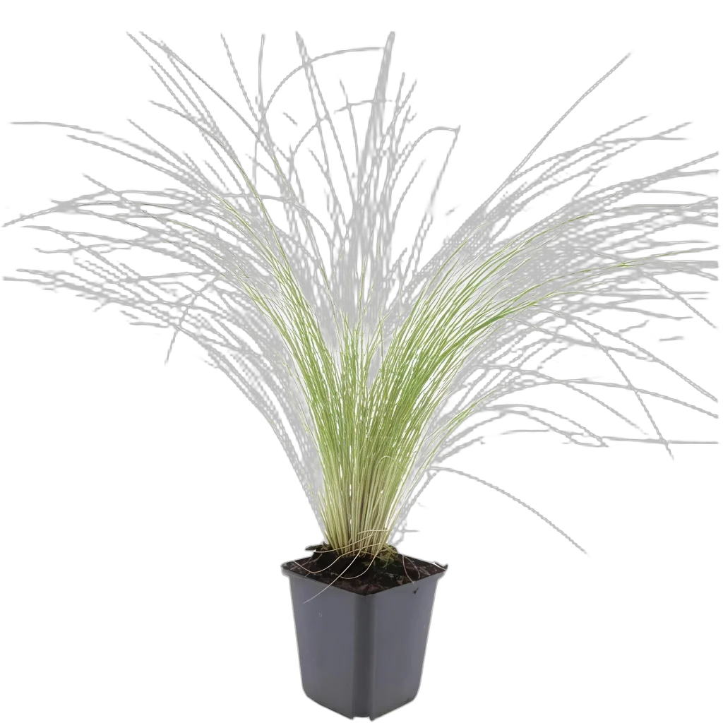 Stipa tenuissima 'Ponytails' - ↕10-25cm - Ø9cm - Afbeelding 2