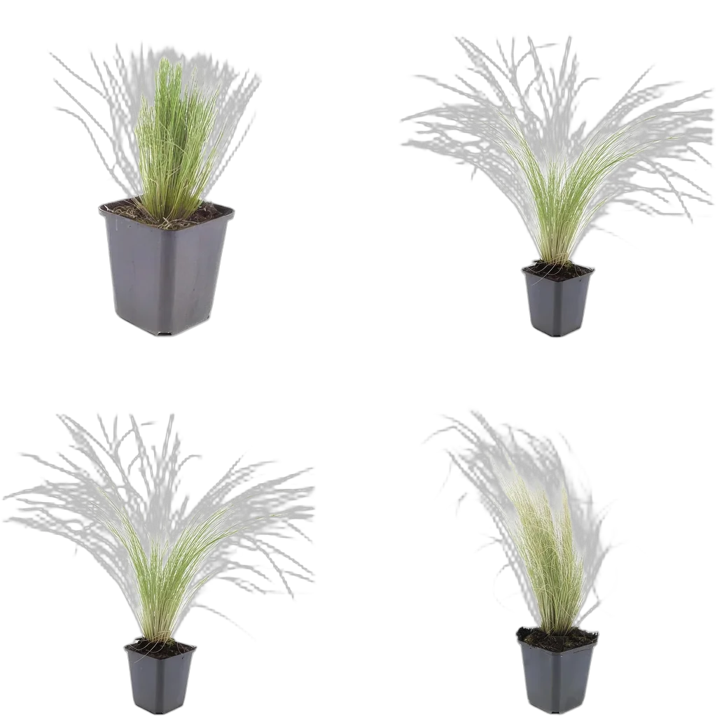 Stipa tenuissima 'Ponytails' - ↕10-25cm - Ø9cm - Afbeelding 3