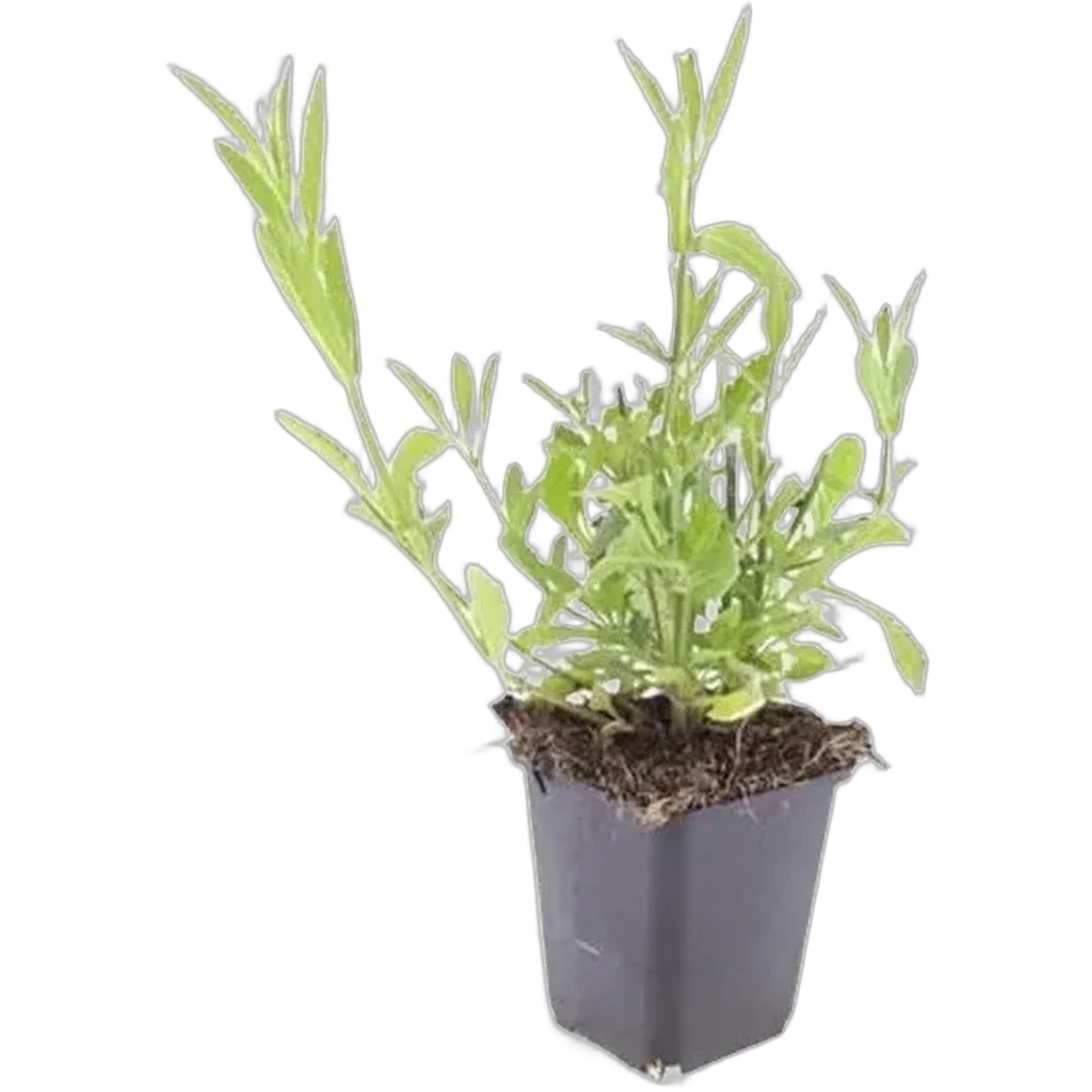 Verbena bonariensis 10-25 cm pot 9 cm 6 stuks - Afbeelding 2