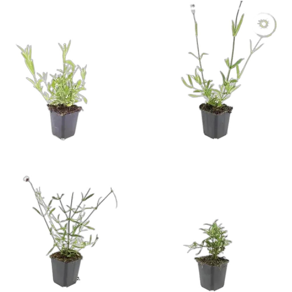 Verbena bonariensis 10-25 cm pot 9 cm 6 stuks - Afbeelding 3