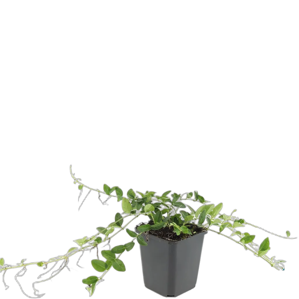 Vinca minor 'Alba' - ↕10-25cm - Ø9cm - Afbeelding 2