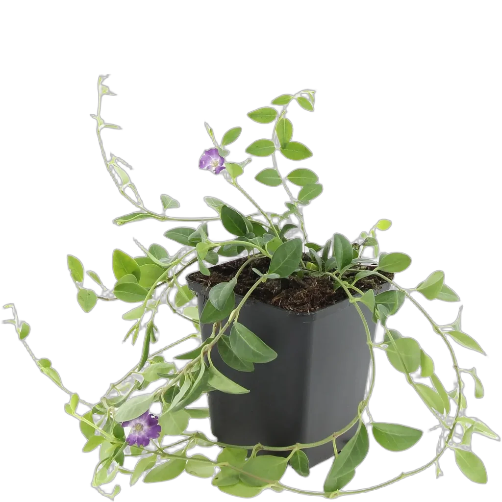 Vinca minor 'Atropurpurea', - ↕10-25cm - Ø9cm - Afbeelding 2