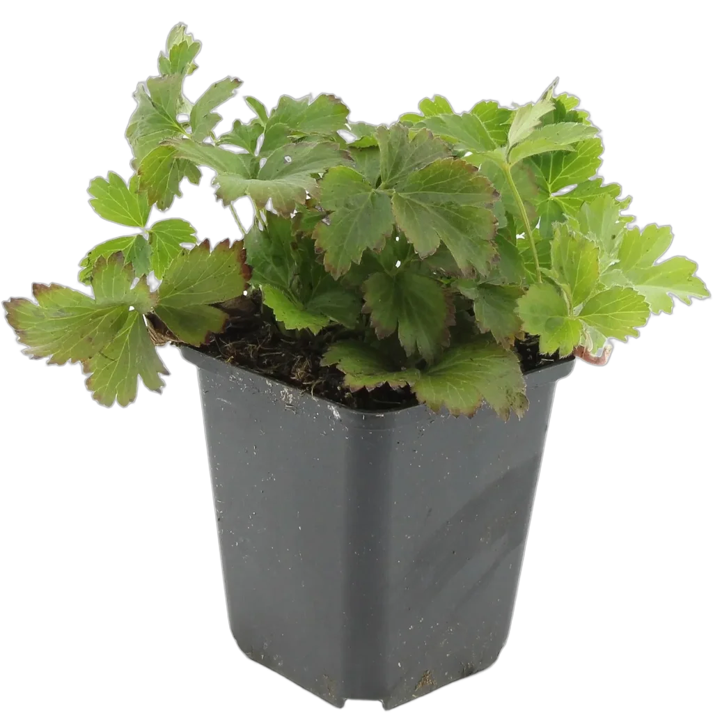 Waldsteinia ternata - ↕10-25cm - Ø9cm - Afbeelding 2