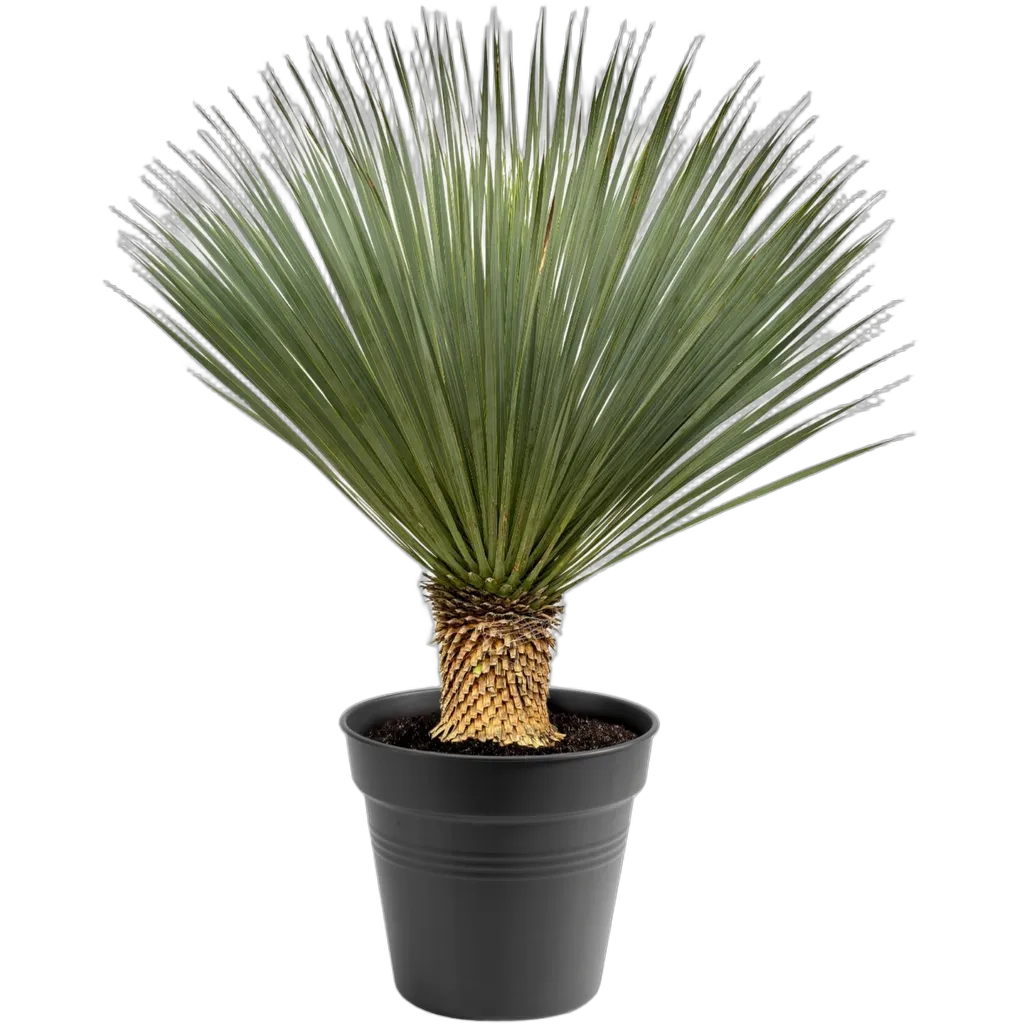 Yucca Rostrata - 100 - 120 cm - Ø40
