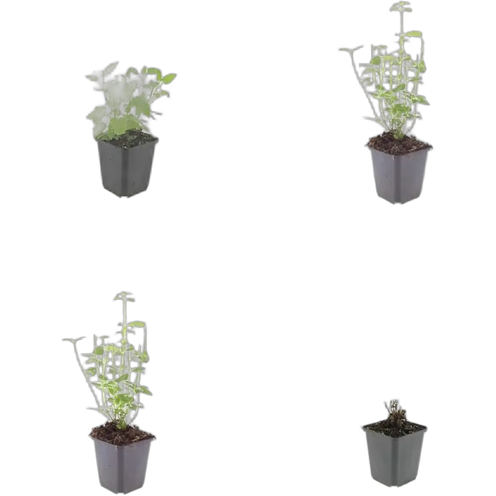 Agastache 'Black Adder' 10-25 cm pot 9 cm 6 stuks - Afbeelding 3