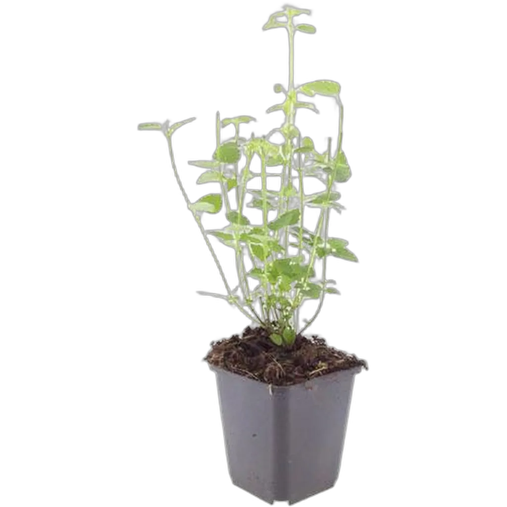 Agastache 'Black Adder' 10-25 cm pot 9 cm 6 stuks - Afbeelding 2