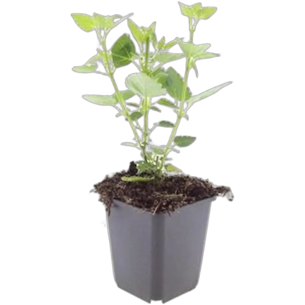 Agastache 'Blue Fortune' 10-25 cm pot 9 cm 6 stuks - Afbeelding 2