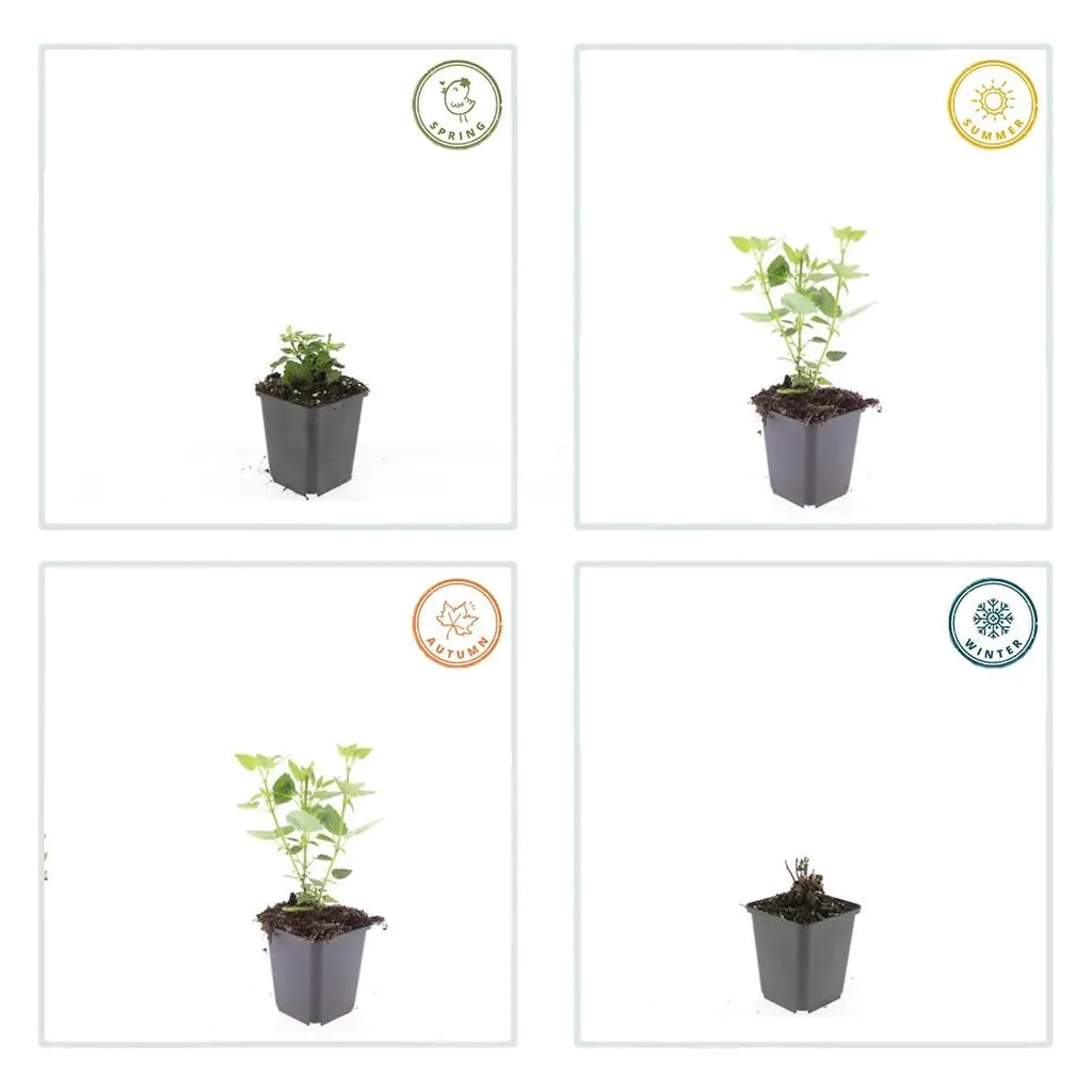 Agastache 'Blue Fortune' 10-25 cm pot 9 cm 6 stuks - Afbeelding 3