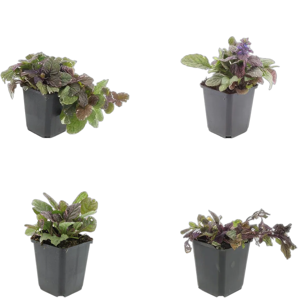Ajuga reptans 'Burgundy Glow' 10-25 cm pot 9 cm 6 stuks - Afbeelding 3